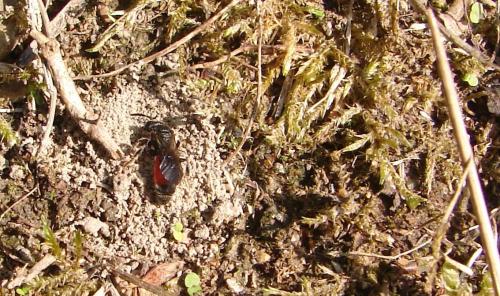 Sphecodes sp.