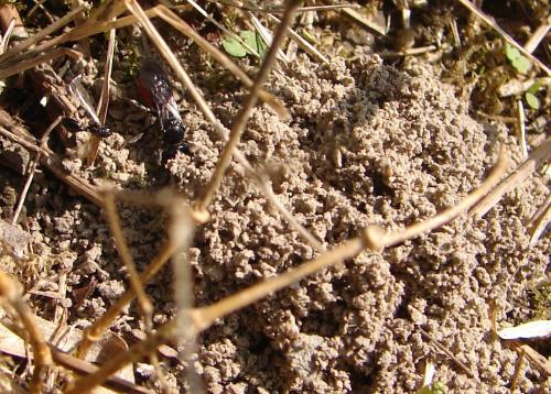 Sphecodes sp.