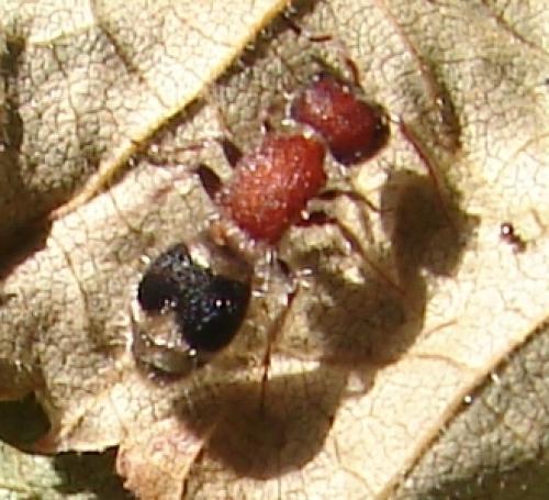 Myrmilla erythrocephala