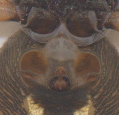 Réf. 50 429 : Nuctenea umbratica