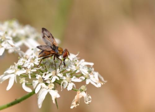 Ectophasia crassipennis