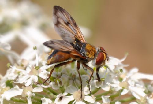 Ectophasia crassipennis