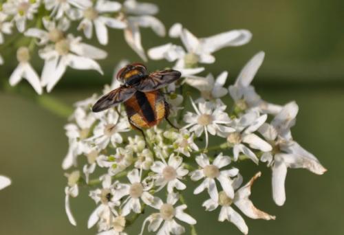 Ectophasia crassipennis
