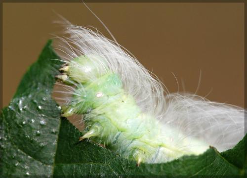 Réf. 50 516 : Acronicta leporina
