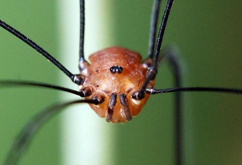 Réf. 50 865 : Leiobunum rotundum