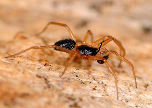 Walckenaeria acuminata