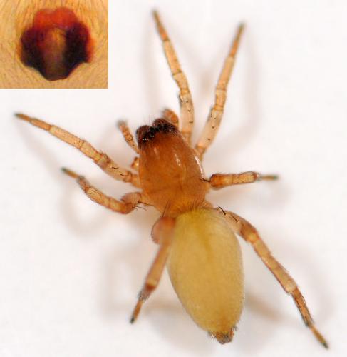 Réf. 50 829 : Clubiona diversa
