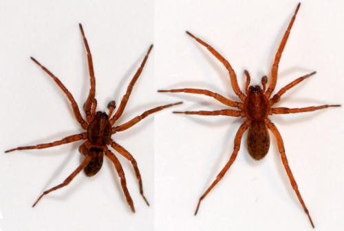 Agroeca brunnea