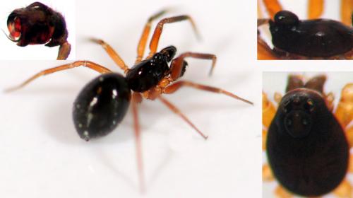 Walckenaeria sp.