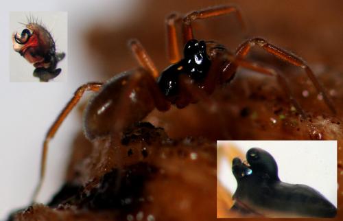 Réf. 50 687 : Walckenaeria cucullata