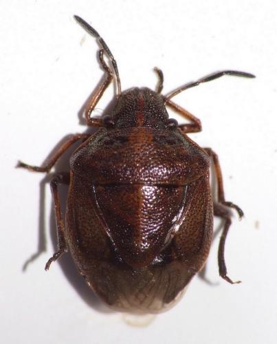 Rubiconia intermedia