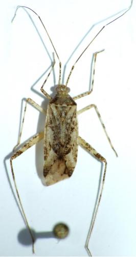 Phytocoris longipennis