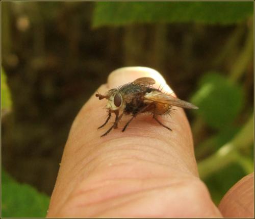 Tachina magnicornis