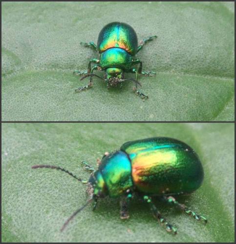 Chrysolina sp.