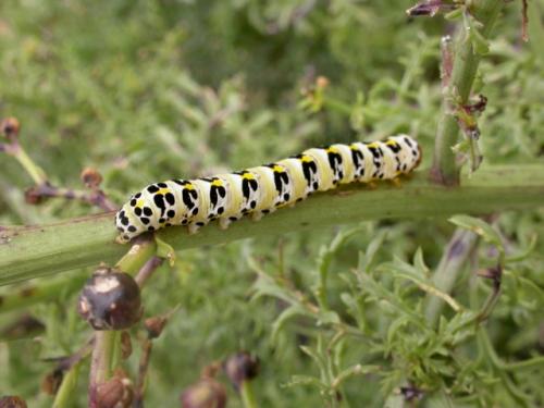 Réf. 50 466 : Cucullia caninae