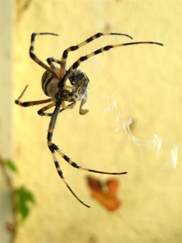 Argiope bruennichi