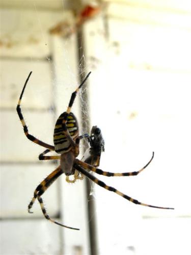 Réf. 50 030 : Argiope bruennichi