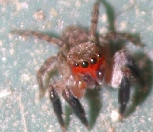 Euophrys rufibarbis