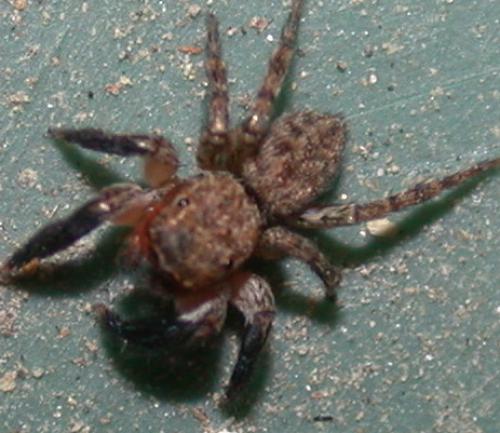 Euophrys rufibarbis