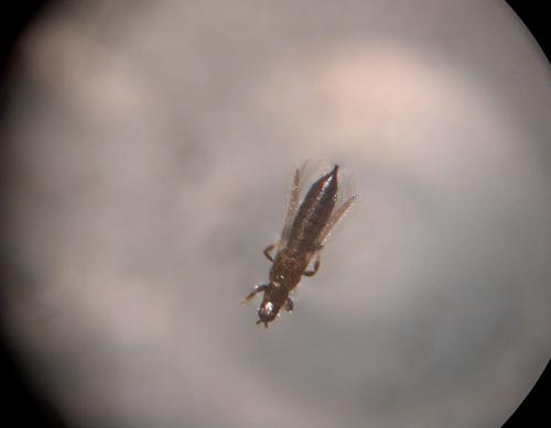 Réf. 50 708 : Limothrips sp.