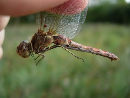 Réf. 50 448 : Sympetrum vulgatum