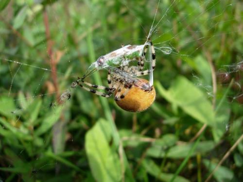 Araneus quadratus