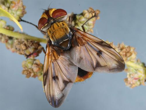 Réf. 50 698 : Ectophasia crassipennis