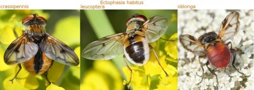 Réf. 50 189 : Ectophasia sp.