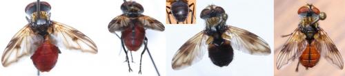 Ectophasia oblonga