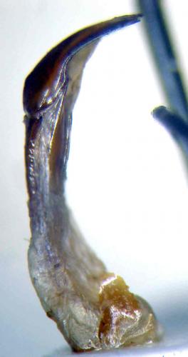 Oplostomus fuligineus