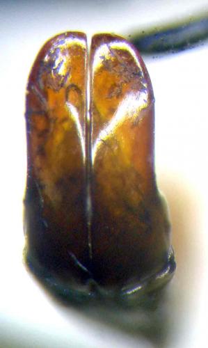 Oplostomus fuligineus