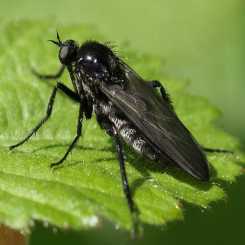 Réf. 50 906 : Empis ciliata