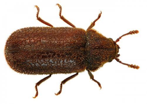 Endecatomus reticulatus