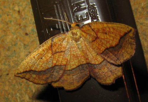 Epione repandaria