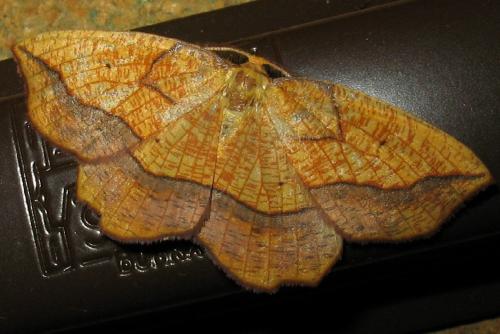 Epione repandaria