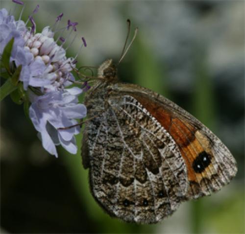 Erebia montanus