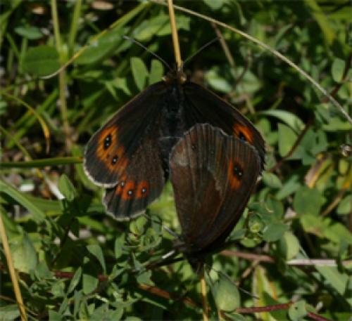 Erebia aethiops