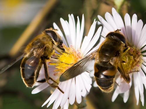 Eristalis tenax