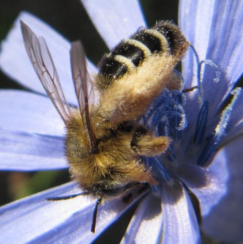 Dasypoda hirtipes