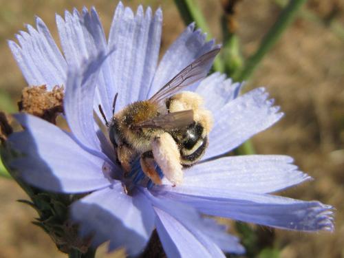 Dasypoda hirtipes