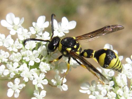 Réf. 50 175 : Eumenes sp.