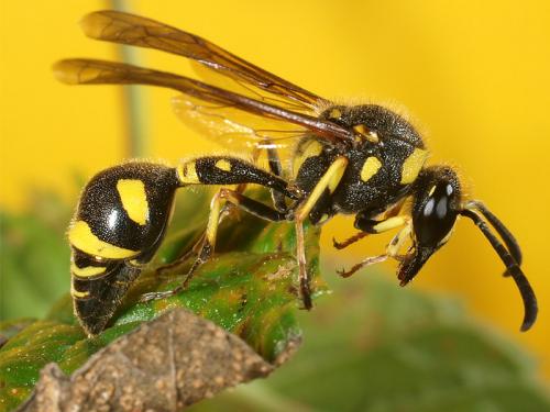 Eumenes papillarius