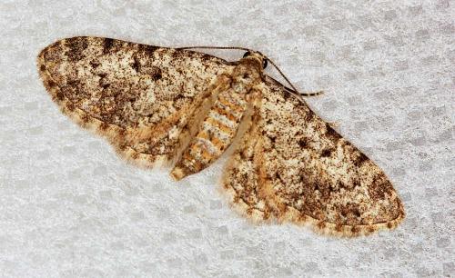 Réf. 50 240 : Eupithecia semigraphata