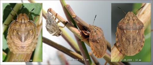 Réf. 50 178 : Eurygaster maura