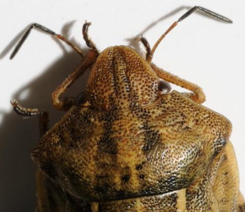 Eurygaster testudinaria
