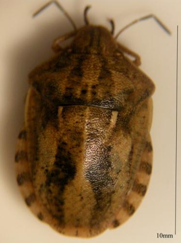 Réf. 50 374 : Eurygaster testudinaria