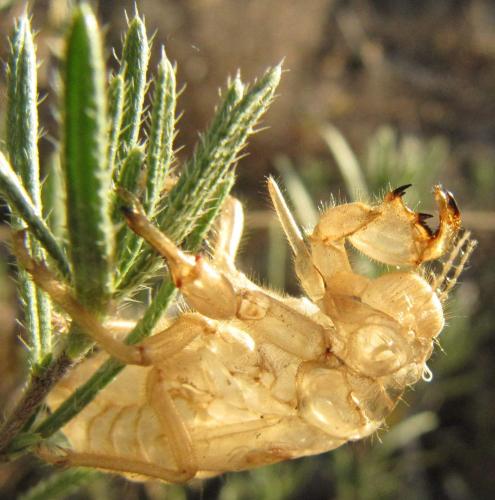 Cicada orni