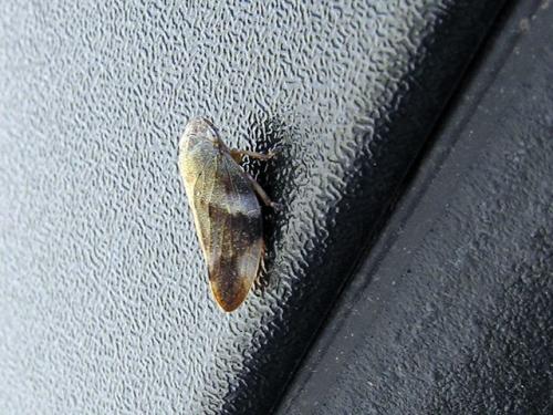 Aphrophora alni