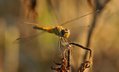 Sympetrum fonscolombii