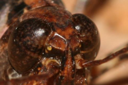 Réf. 50 495 : Dociostaurus genei genei